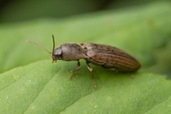 Agriotes lineatus