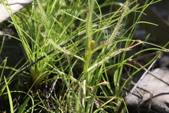 Drosera serpens