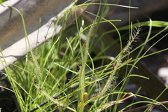 Drosera serpens