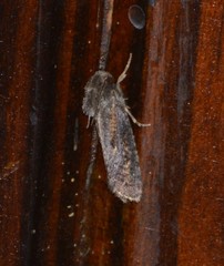 Acrolophus popeanella