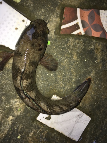 Burmese snakehead (Channa harcourtbutleri) — Channidae