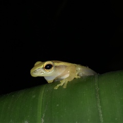 Rohanixalus vittatus