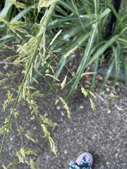 Sorghum halepense