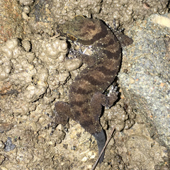 Cyrtodactylus rubidus