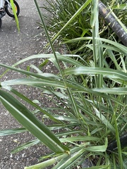 Sorghum halepense