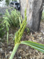 Sorghum halepense