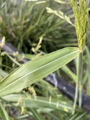 Sorghum halepense
