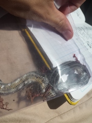 Tropidoclonion lineatum