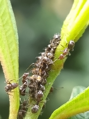 Logania marmorata damis