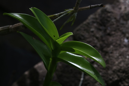 Image of Dendrobium discolor by (c) Hugo Innes, some rights reserved (CC BY)