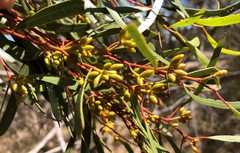 Eucalyptus leptophylla