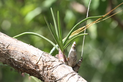 Dendrobium canaliculatum