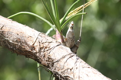 Dendrobium canaliculatum