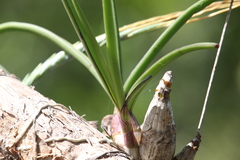 Dendrobium canaliculatum