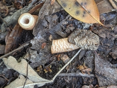 Verpa bohemica