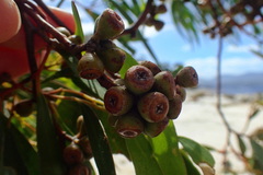 Eucalyptus coccifera