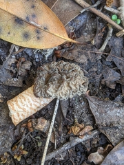 Verpa bohemica