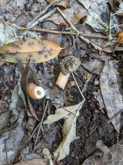 Verpa bohemica