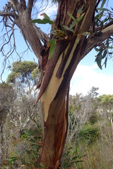 Eucalyptus coccifera