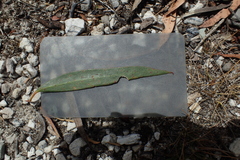 Eucalyptus coccifera