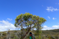 Eucalyptus coccifera