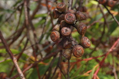 Eucalyptus coccifera