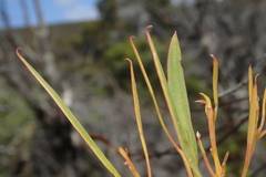 Eucalyptus coccifera