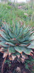 Aloe pratensis