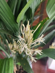 Dracaena aubryana