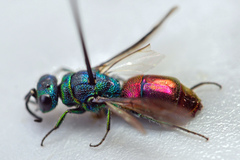 Chrysis angustula