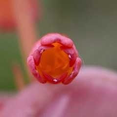 Polianthes geminiflora