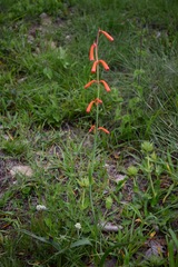 Polianthes geminiflora