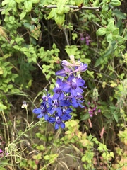 Delphinium parryi