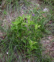 Lycianthes moziniana