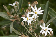 Olearia megalophylla