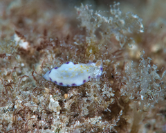 Goniobranchus albopustulosus