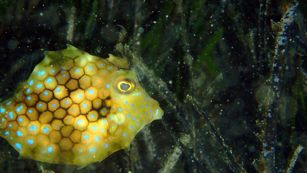 Smallspine turretfish (Tetrosomus reipublicae) — Ostraciidae