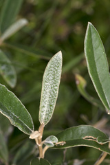 Olearia megalophylla