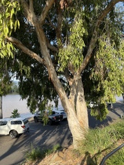 Melaleuca leucadendra