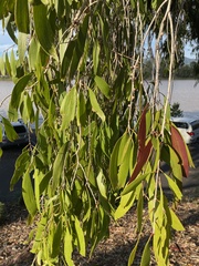 Melaleuca leucadendra