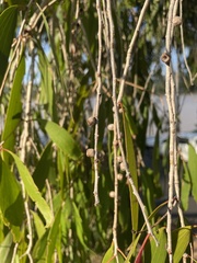 Melaleuca leucadendra