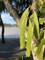 Melaleuca leucadendra
