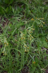 Lithospermum strictum