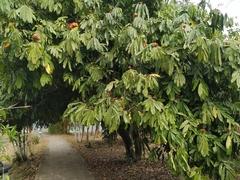 Saraca asoca