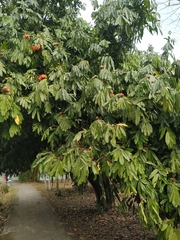 Saraca asoca