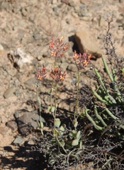 Kalanchoe rotundifolia