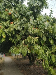Saraca asoca
