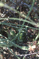 Kalanchoe rotundifolia