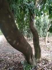 Saraca asoca
