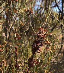 Acacia rigens